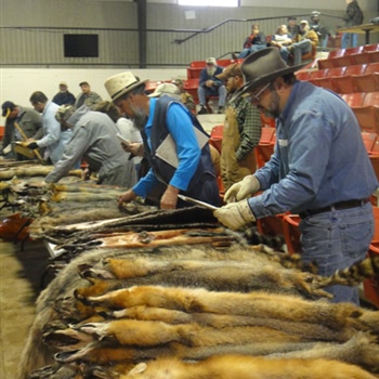 Pelt Displays at the Auction