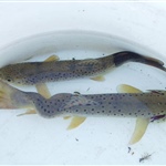 Brown trout infected with Myxobolus cerebralis the parasite responsible for whirling disease Photo by Barry Nehring Colorado DNR
