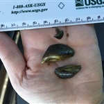 Juvenile top and adult zebra mussels USGS