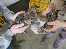 female pintails with transmitters