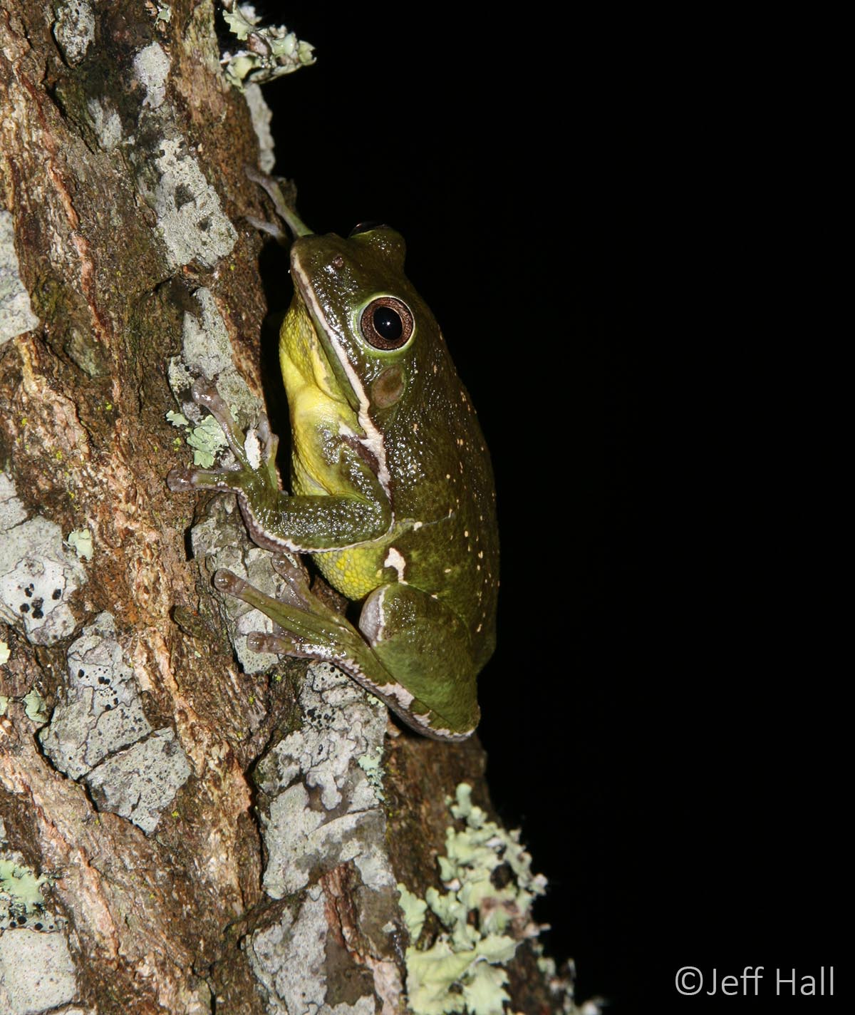 tree frogs in raleigh nc