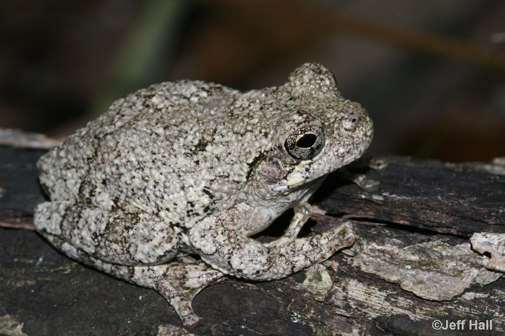 Are Gray Tree Frogs Poisonous? Understanding the Safety of These Small Amphibians 