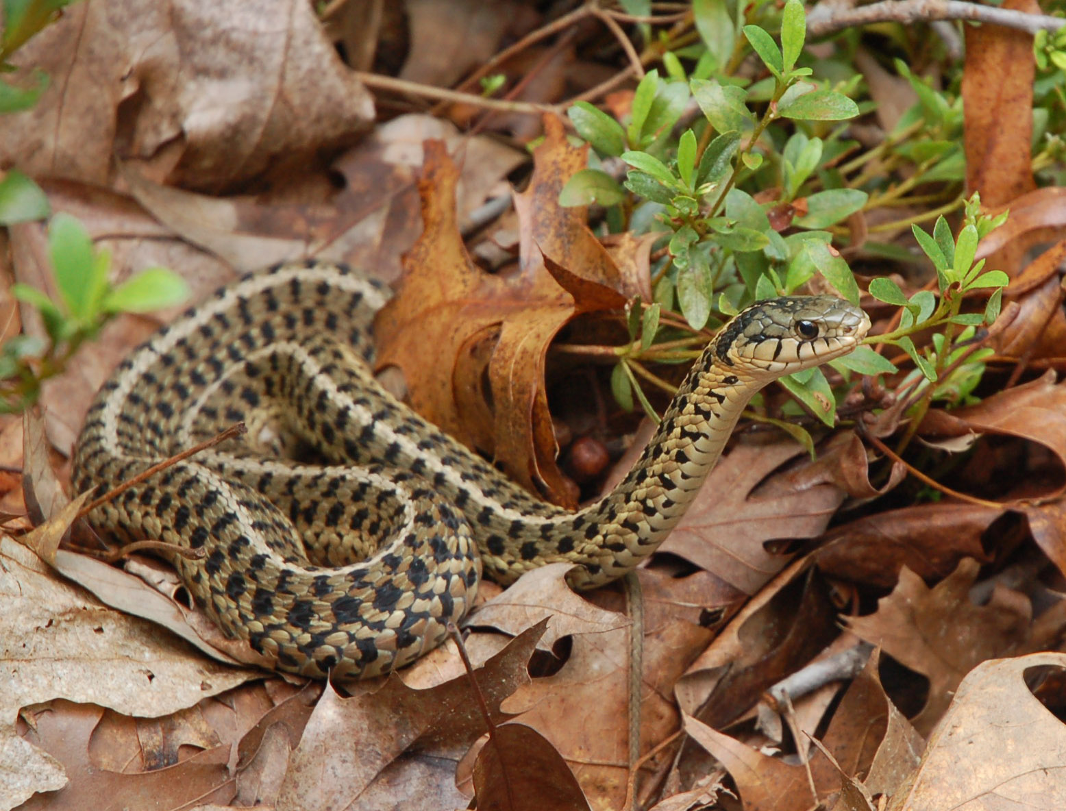 North Carolina Snake Species: A Fascinating Journey into the World of Serpents
