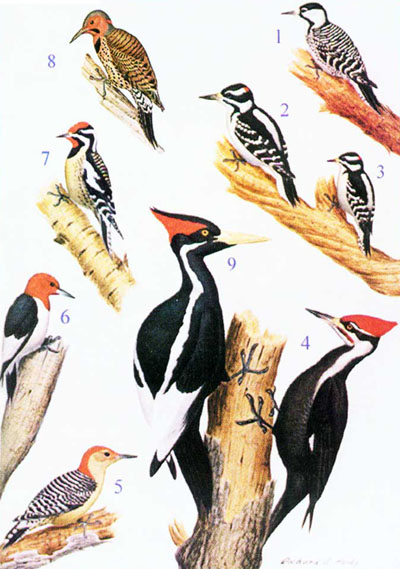 Red Cockaded Woodpecker,Dog Seizures Eyes