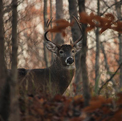 A white-tailed deer in the woods.