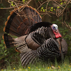 Permit Hunts link. Image depicts a tom turkey in the woods.