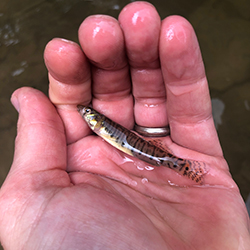A Roanoke Logperch rests in a hand that is poised over a body of water