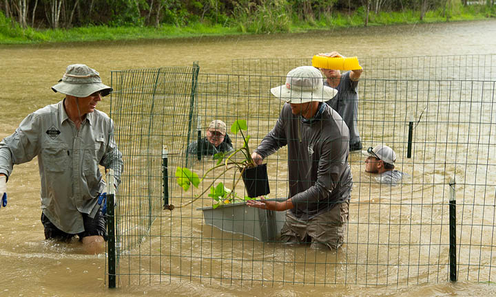 volunteers in brown muddy water up to their necks look on as another volunteer prepares to plant vegetation