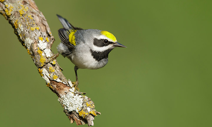 Photo depicts a Golden-winged Warbler, a gray bird with bright yellow coloring on its head and wings