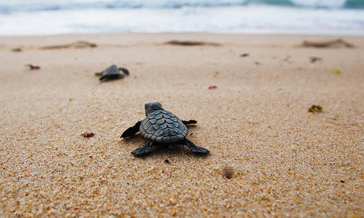 a sea turtle hatchling at the beach moves toward the ocean