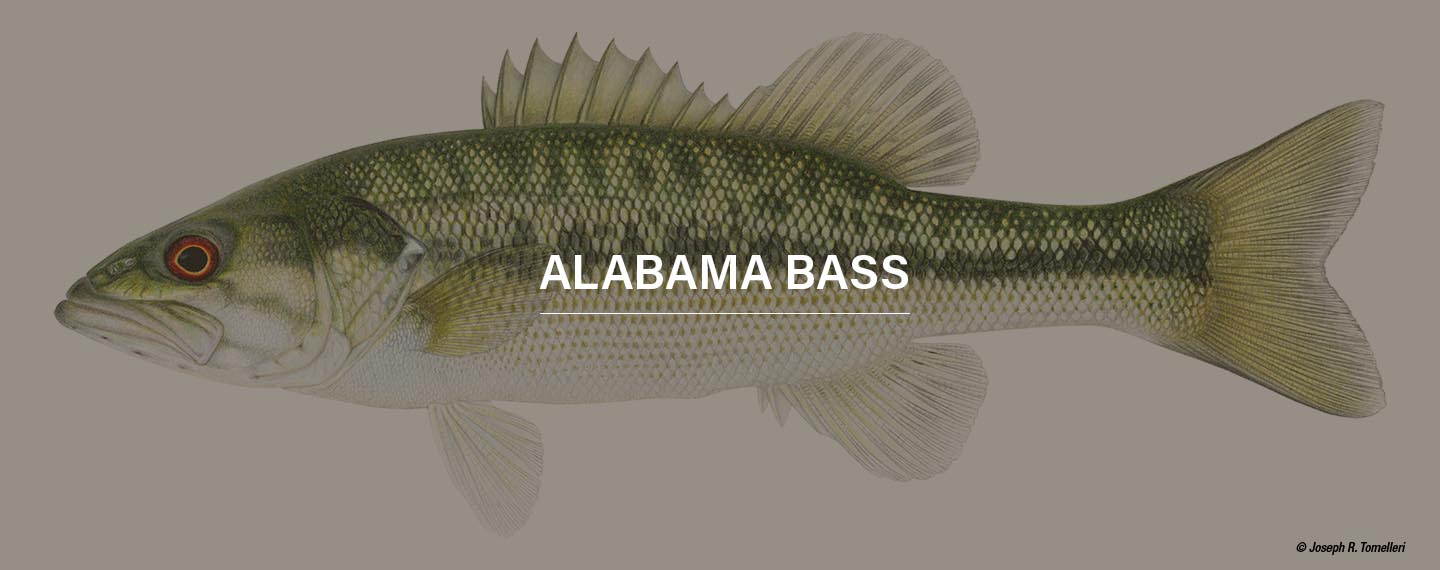 a alabama bass