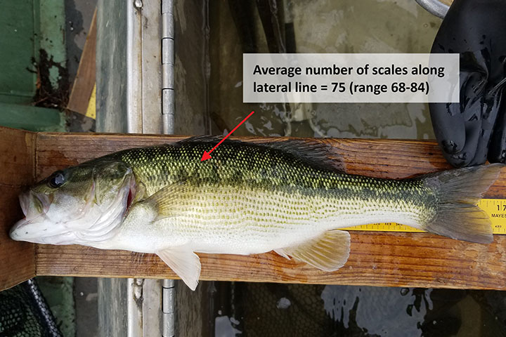 red arrow pointing at alabama bass white text box that reads average number of scales along lateral line equals 75 with a range of 68-84