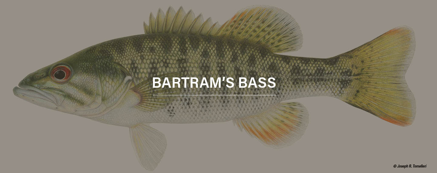 a bartrams bass