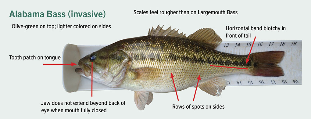 description of Alabama bass olive green top lighter on sides scales rougher than largemouth bass horizontal band blotches on tail jaw does not extend beyond back of eye rows of spots on sides