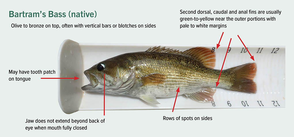 description of Bartrams bass olive bronze on top with vertical bars splotches on side second dorsal, caudal and anal fins are green to yellow with pale margins; may have tooth patch jaw does not extend beyond eye when mouth closed