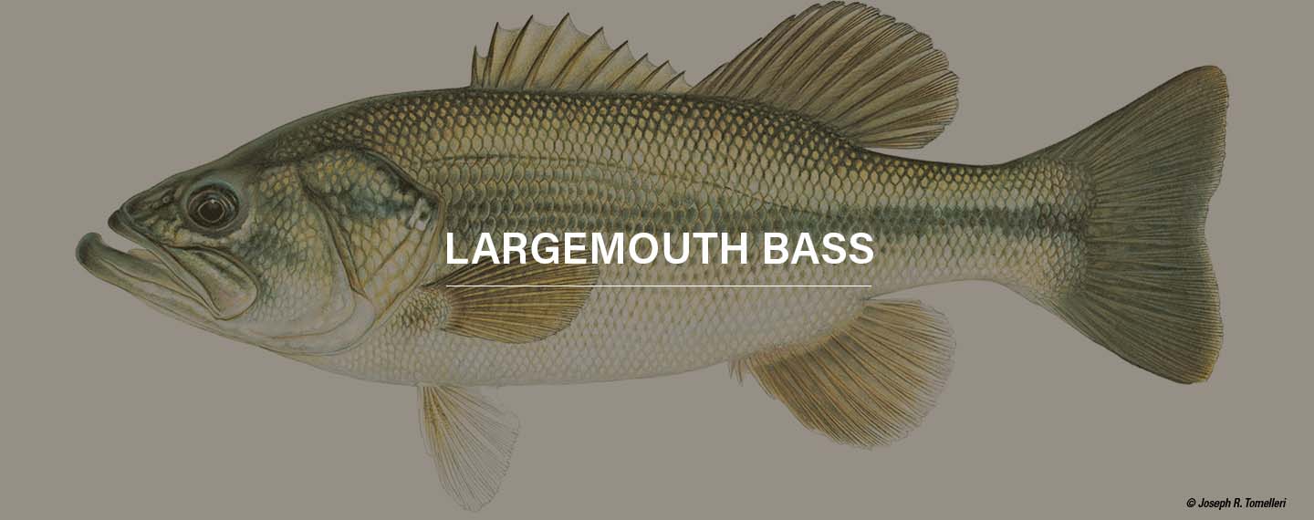 a largemouth bass