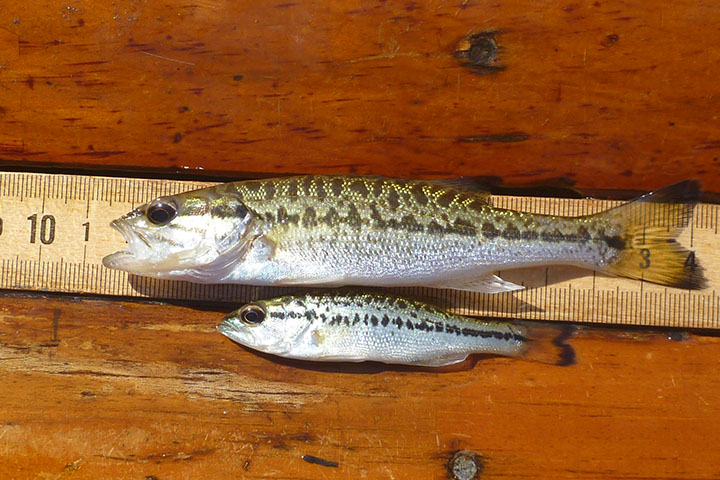 alabama bass lying on a measuring tape above a largemouth bass