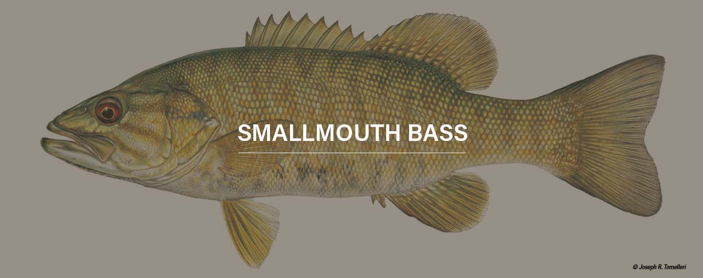 a smallmouth bass