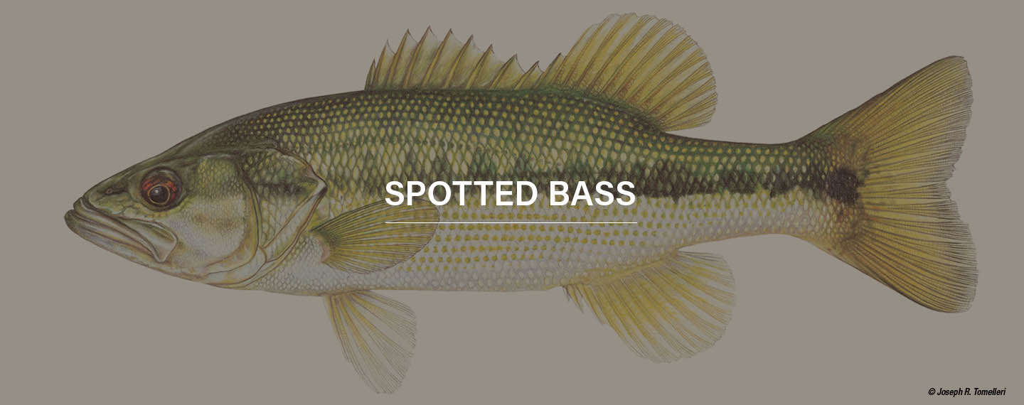 a spotted bass