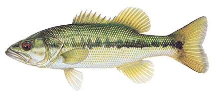 spotted bass
