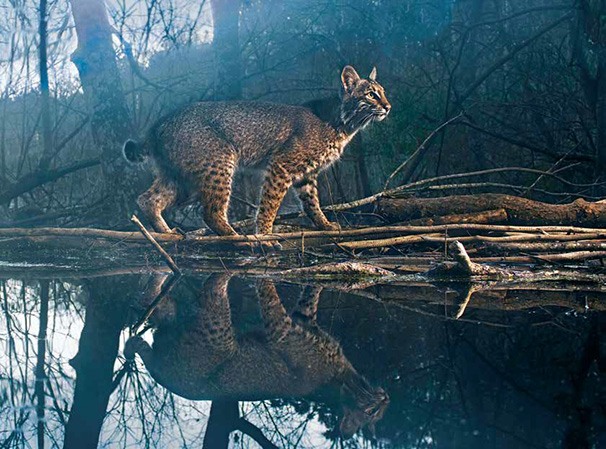 2022 Photo Competition Winning photograph Bobcat on Dam by Neil Jernigan depicts a bobcat beginning to cross a dam in the early morning, its image reflecting back in the water.